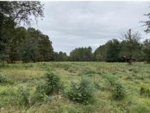 Photo du terrain a Vielle Saint Girons pour construction de maison bois de style Cap Ferret